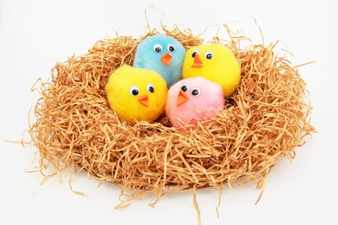 Bird Nest